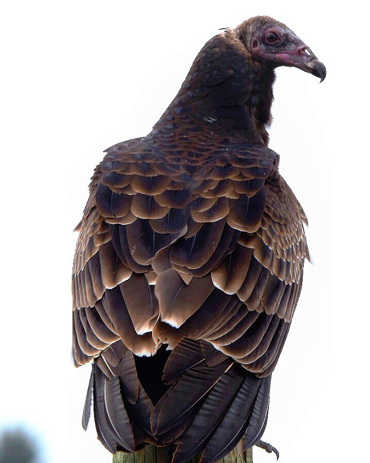 Turkey Vulture - Lauren Wadas