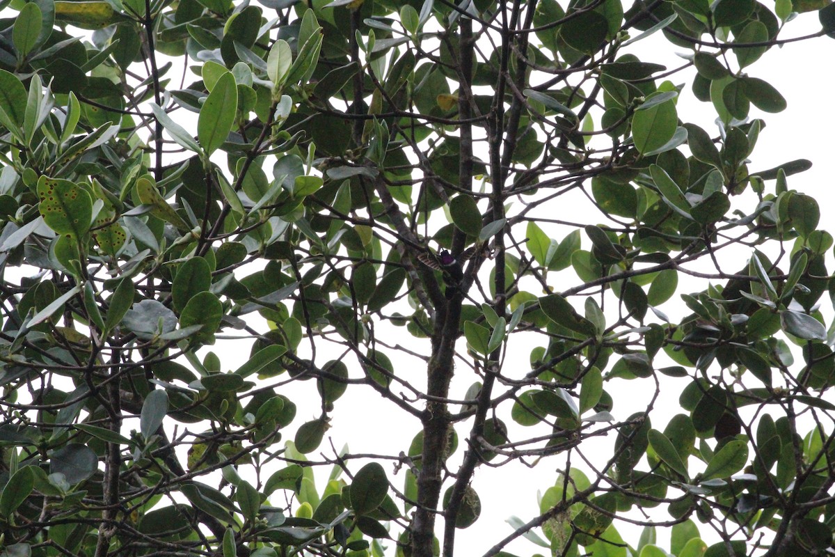 kolibřík bělolímcový - ML119854041