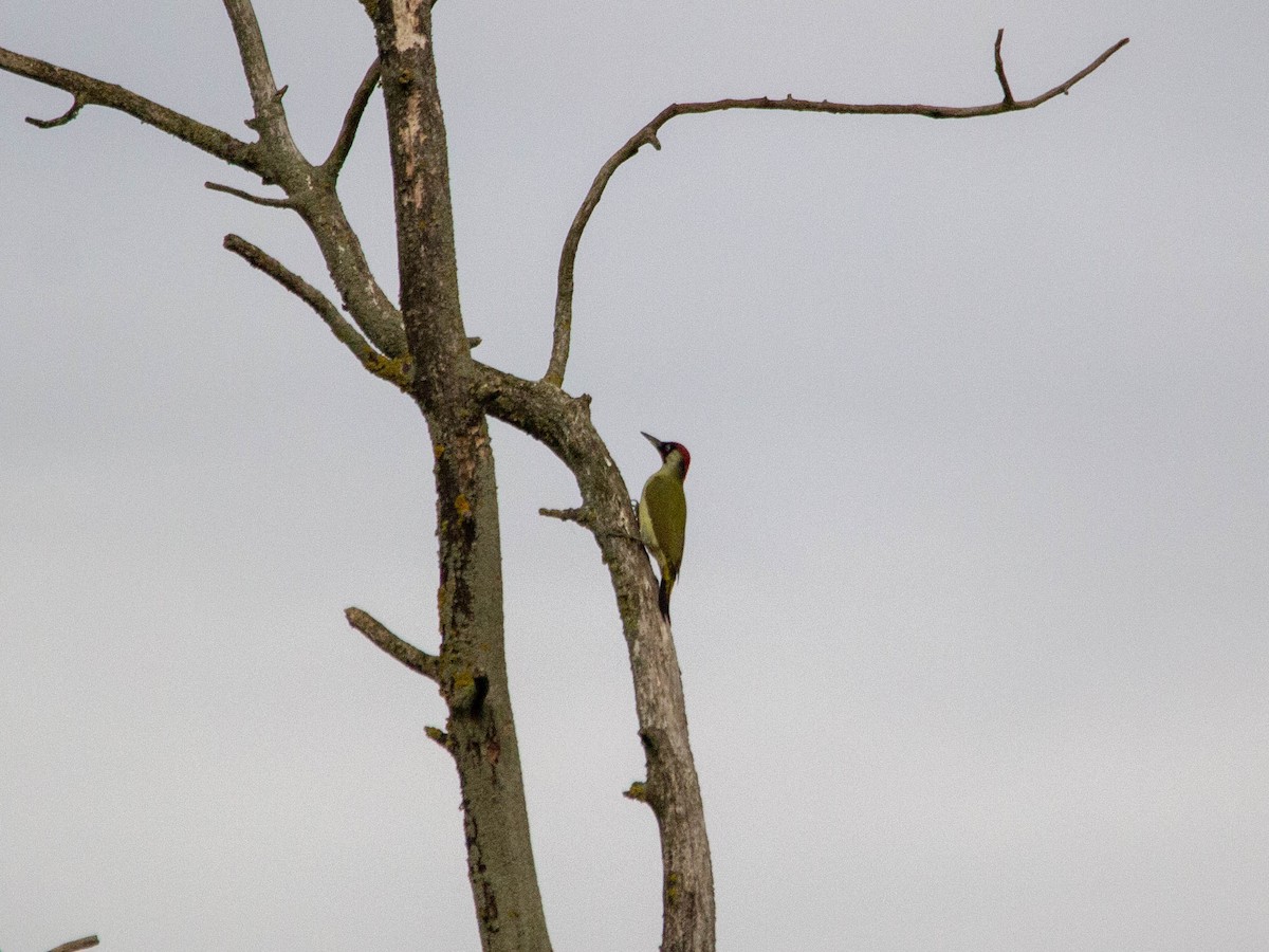Eurasian Green Woodpecker (Eurasian) - Joakim Setterlund