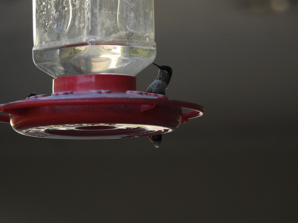 Ruby-throated Hummingbird - ML119855141