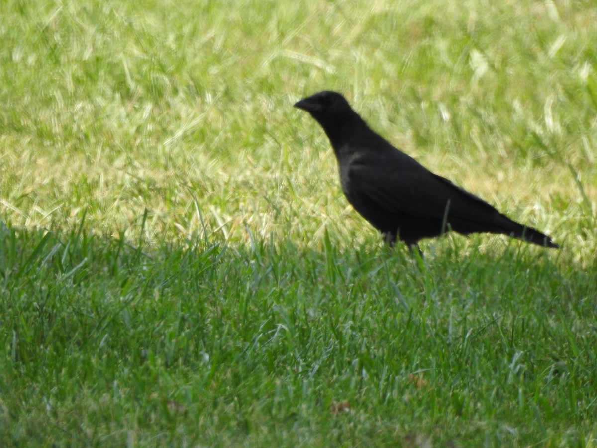 American Crow - ML119855871