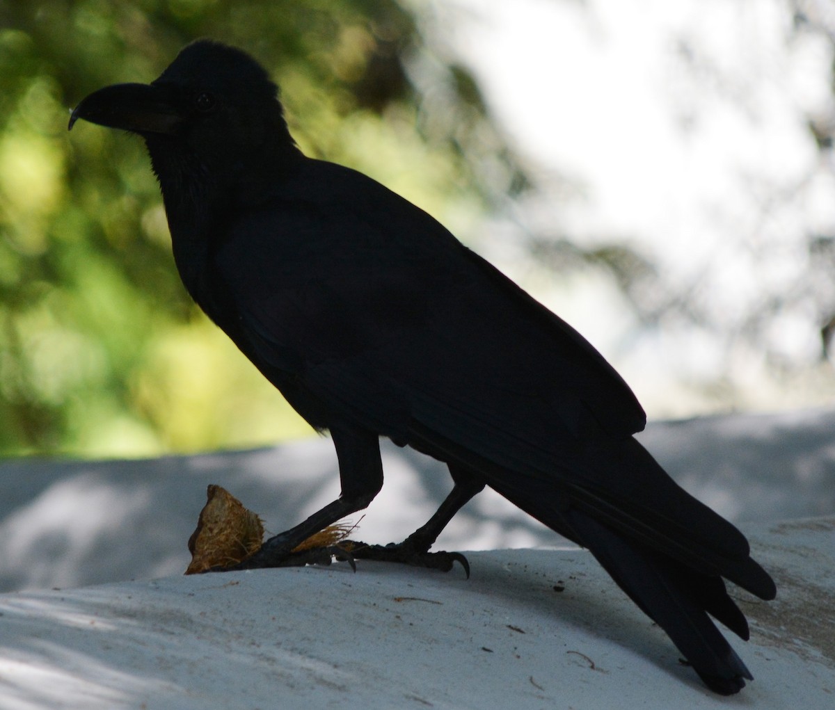 Large-billed Crow - ML119857231