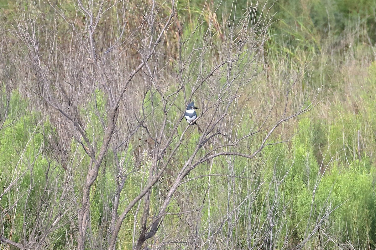 Belted Kingfisher - ML119857631