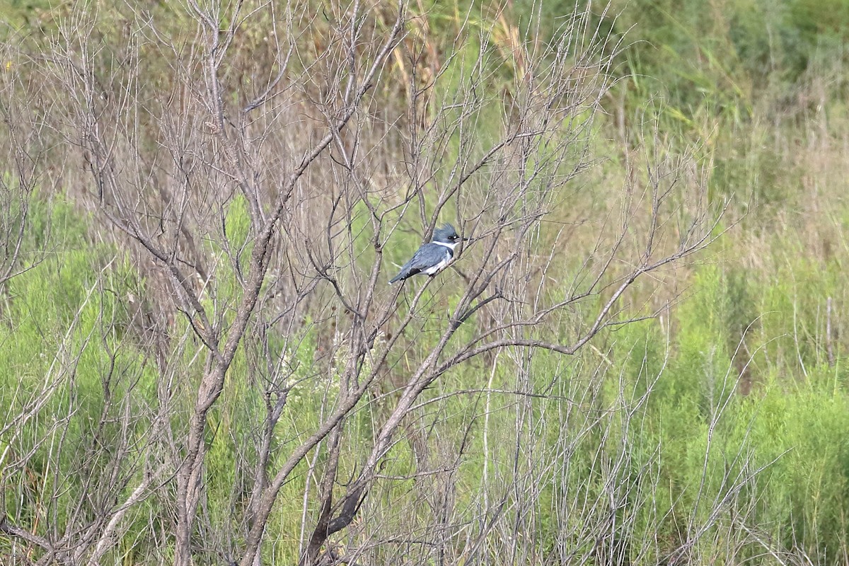 Belted Kingfisher - ML119857651