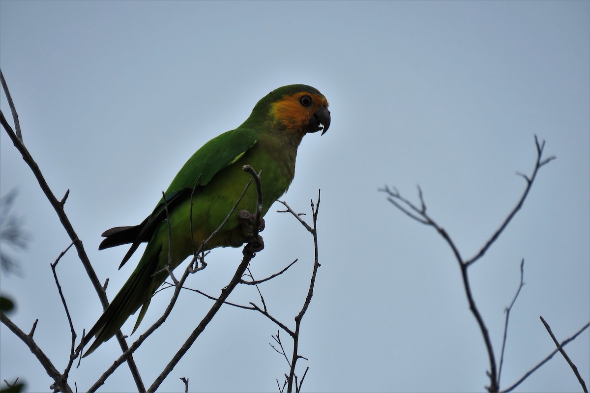 Brown-throated Parakeet - ML119857921