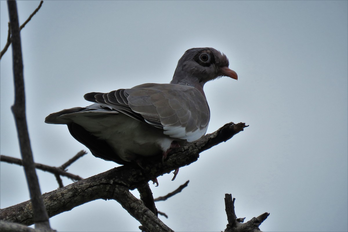 Bare-eyed Pigeon - A. Laquidara