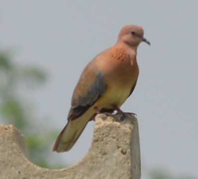 Laughing Dove - ML119858881