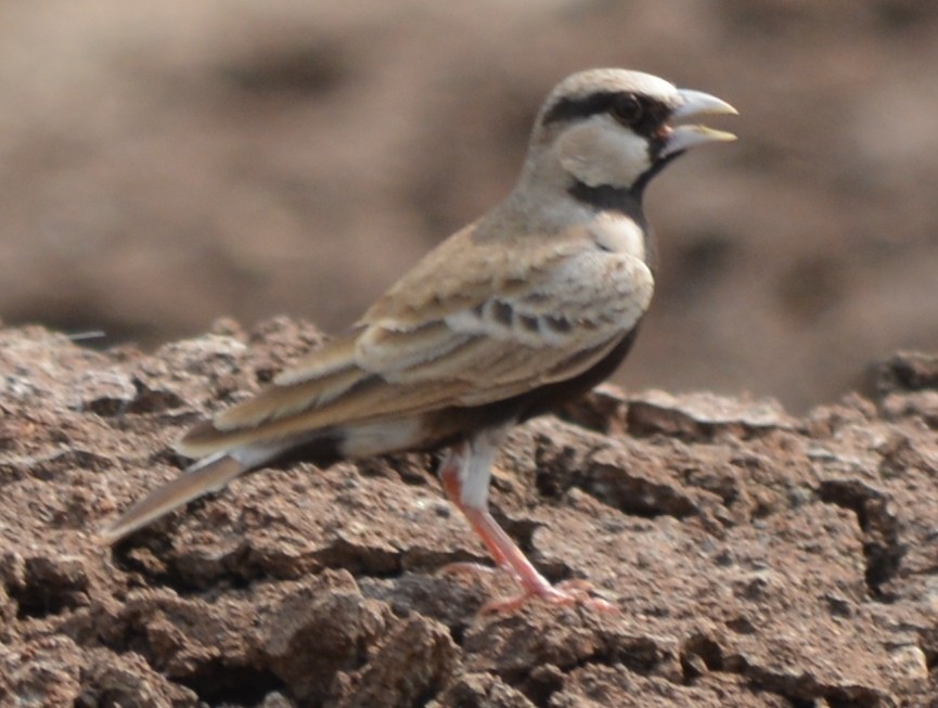 Ashy-crowned Sparrow-Lark - ML119859281