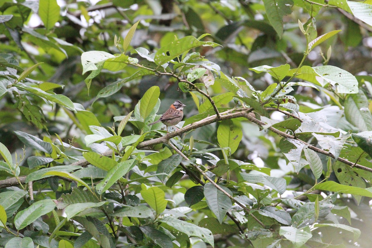 Rufous-collared Sparrow - ML119860001