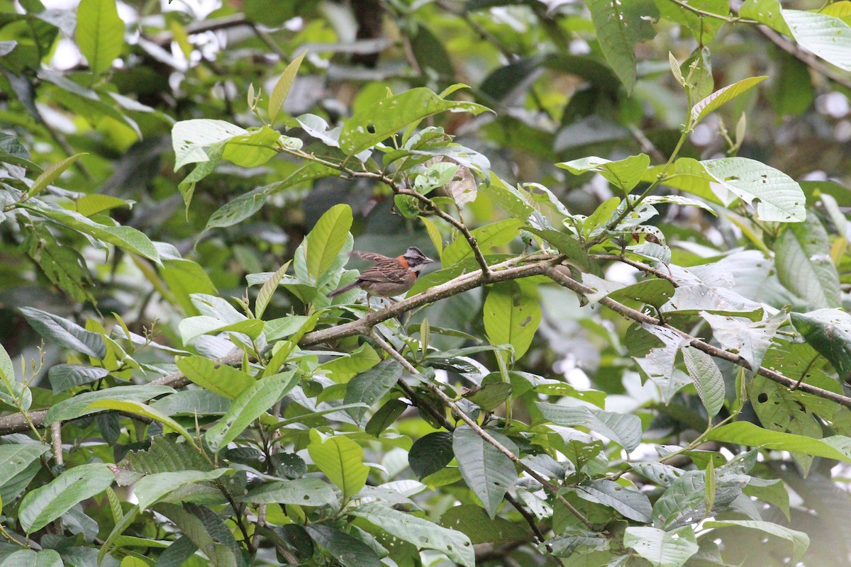 Rufous-collared Sparrow - ML119860021