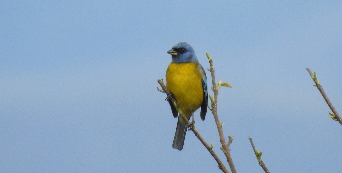 Blue-and-yellow Tanager - ML119860191