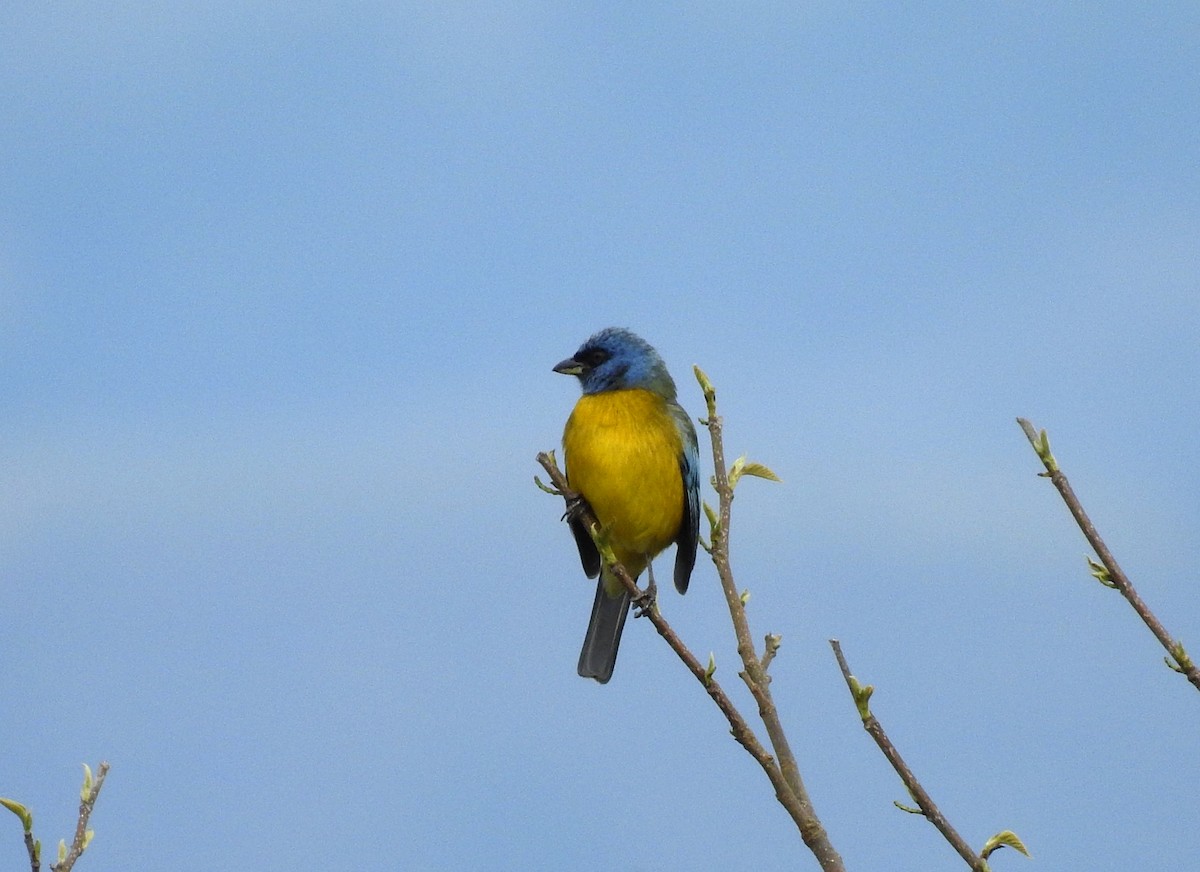 Blue-and-yellow Tanager - ML119860221