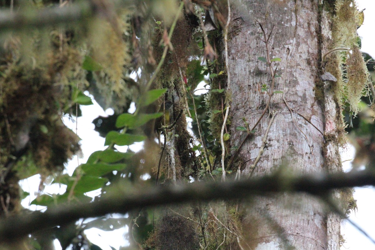 Russet-crowned Warbler - ML119861341