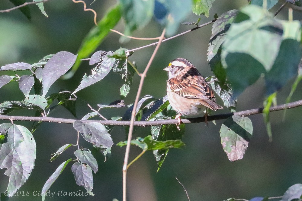 White-throated Sparrow - Cindy Hamilton