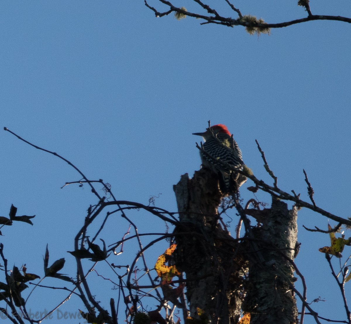 Red-bellied Woodpecker - ML119862881