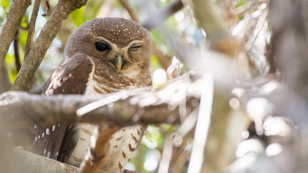 White-browed Owl - ML119863421