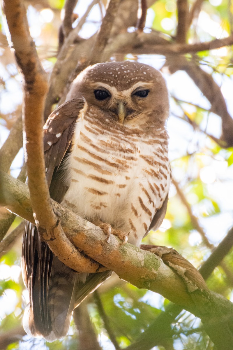 White-browed Owl - ML119863431
