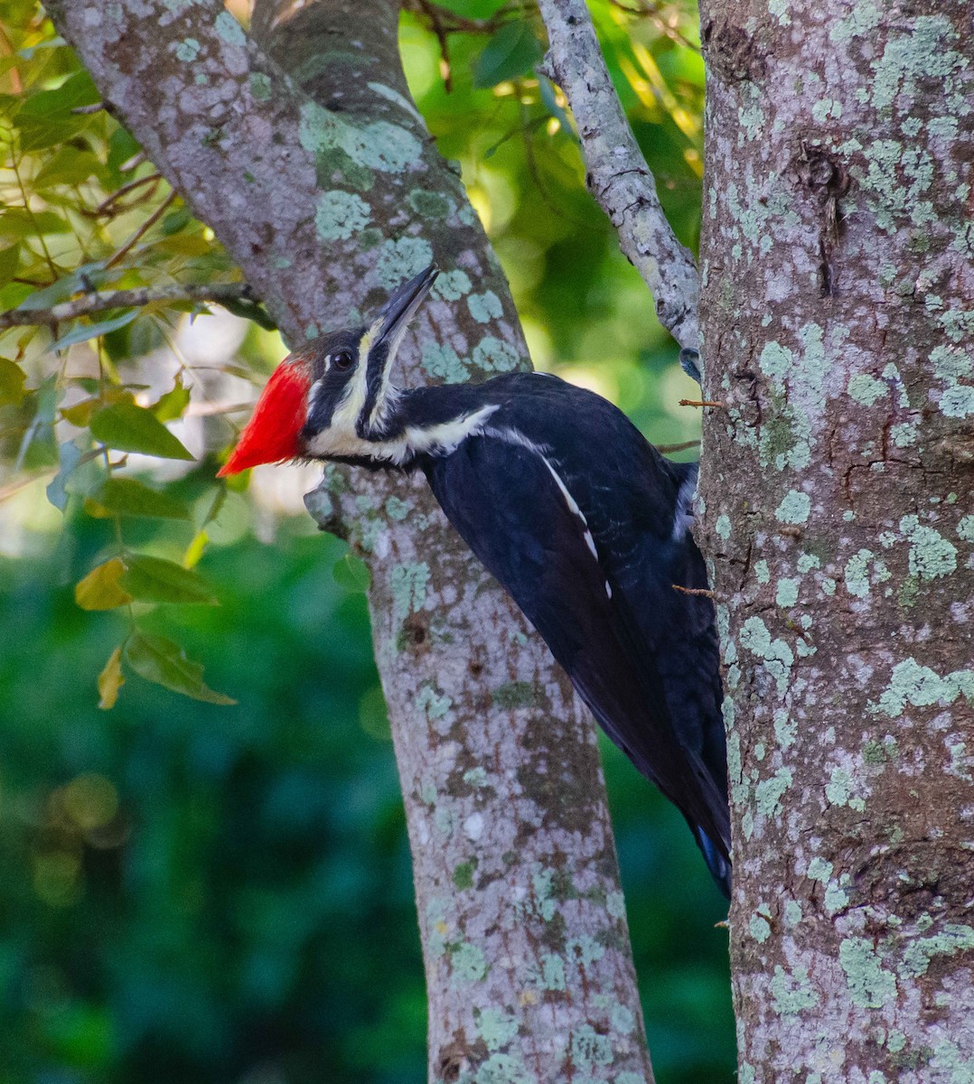 Pileated Woodpecker - Ken Reichner