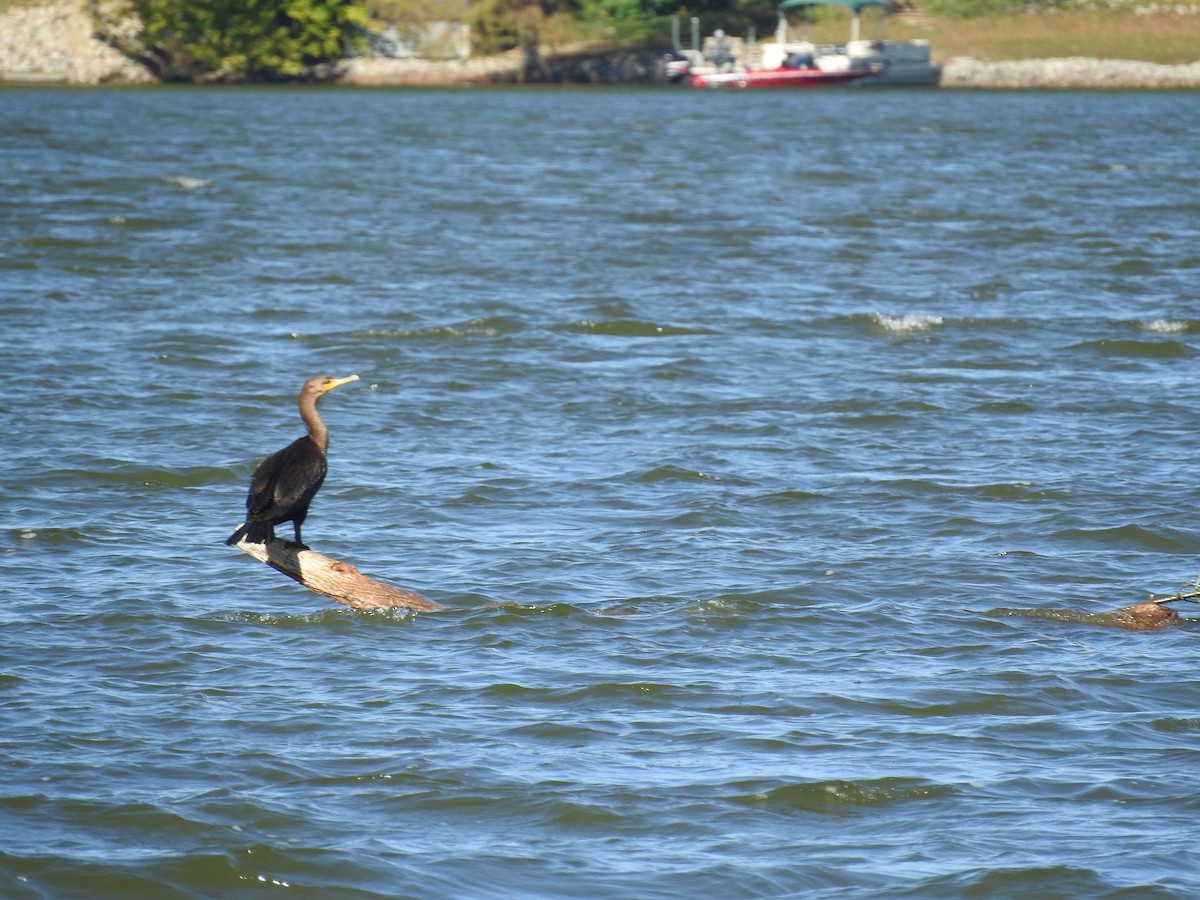 Double-crested Cormorant - Jeanette Frazier