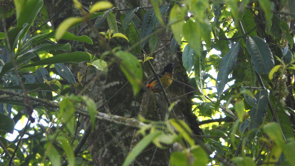 Flame-rumped Tanager - ML119875661