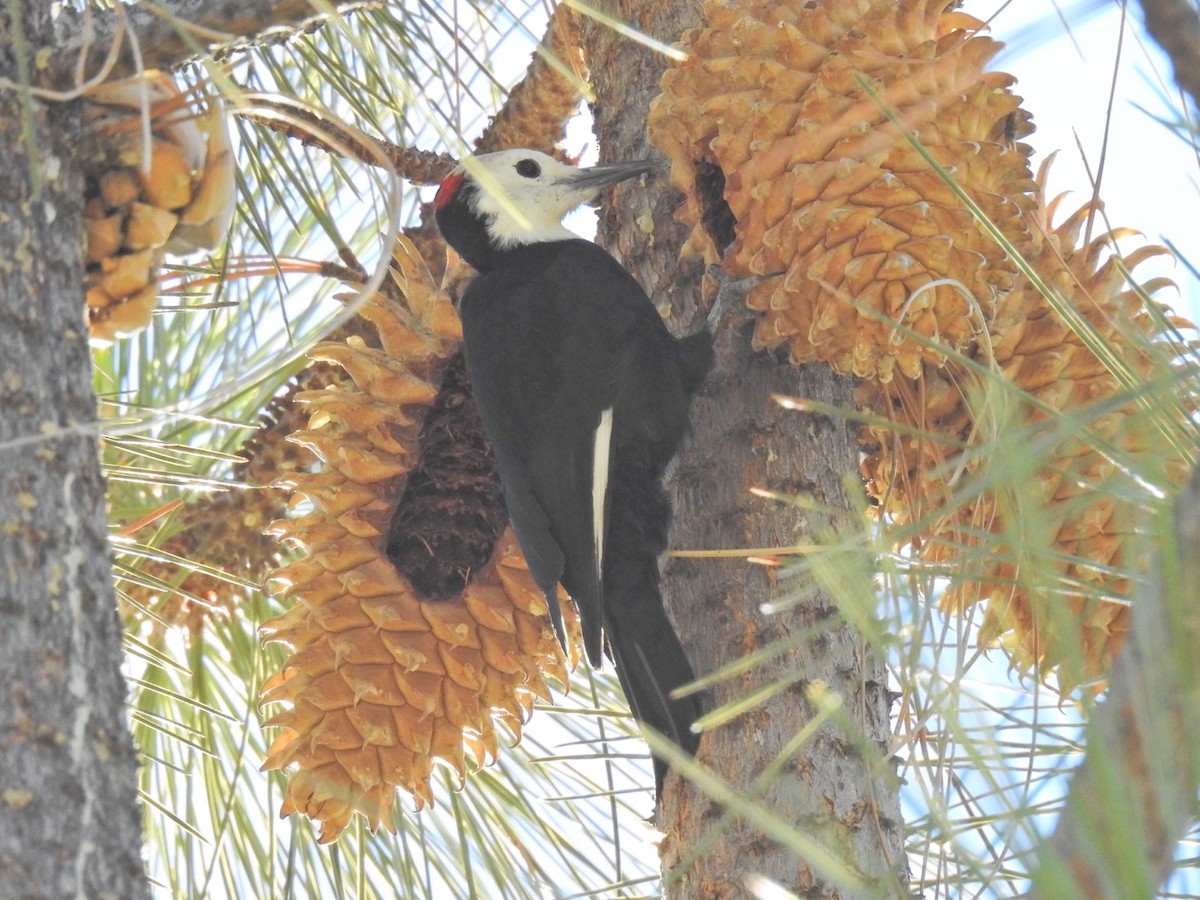 White-headed Woodpecker - Brian Johnson