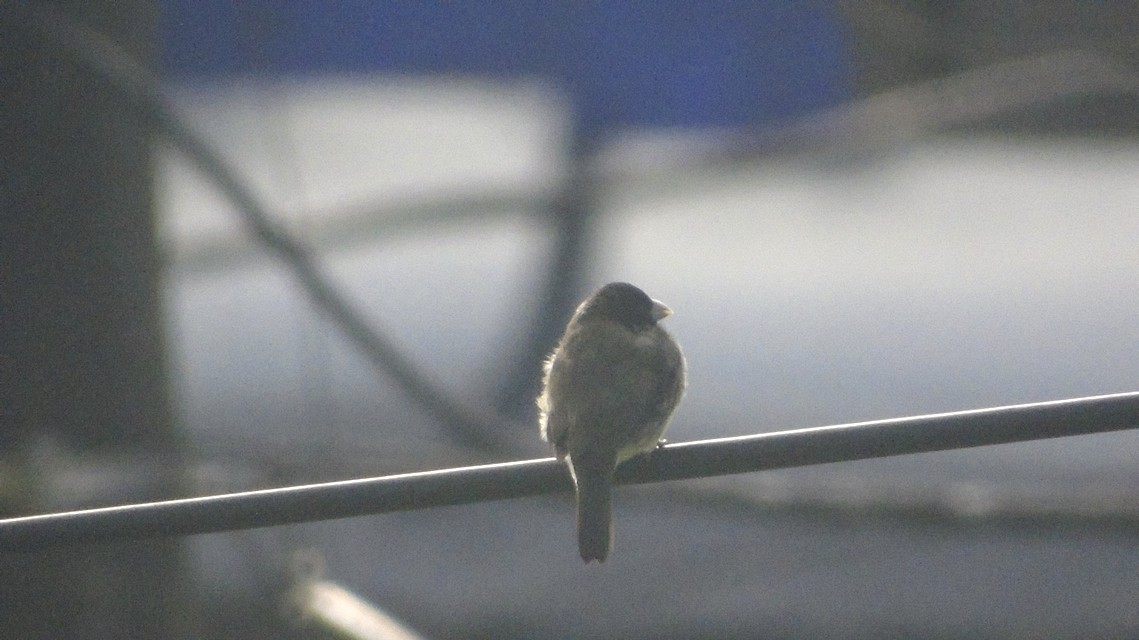 Yellow-bellied Seedeater - ML119875961