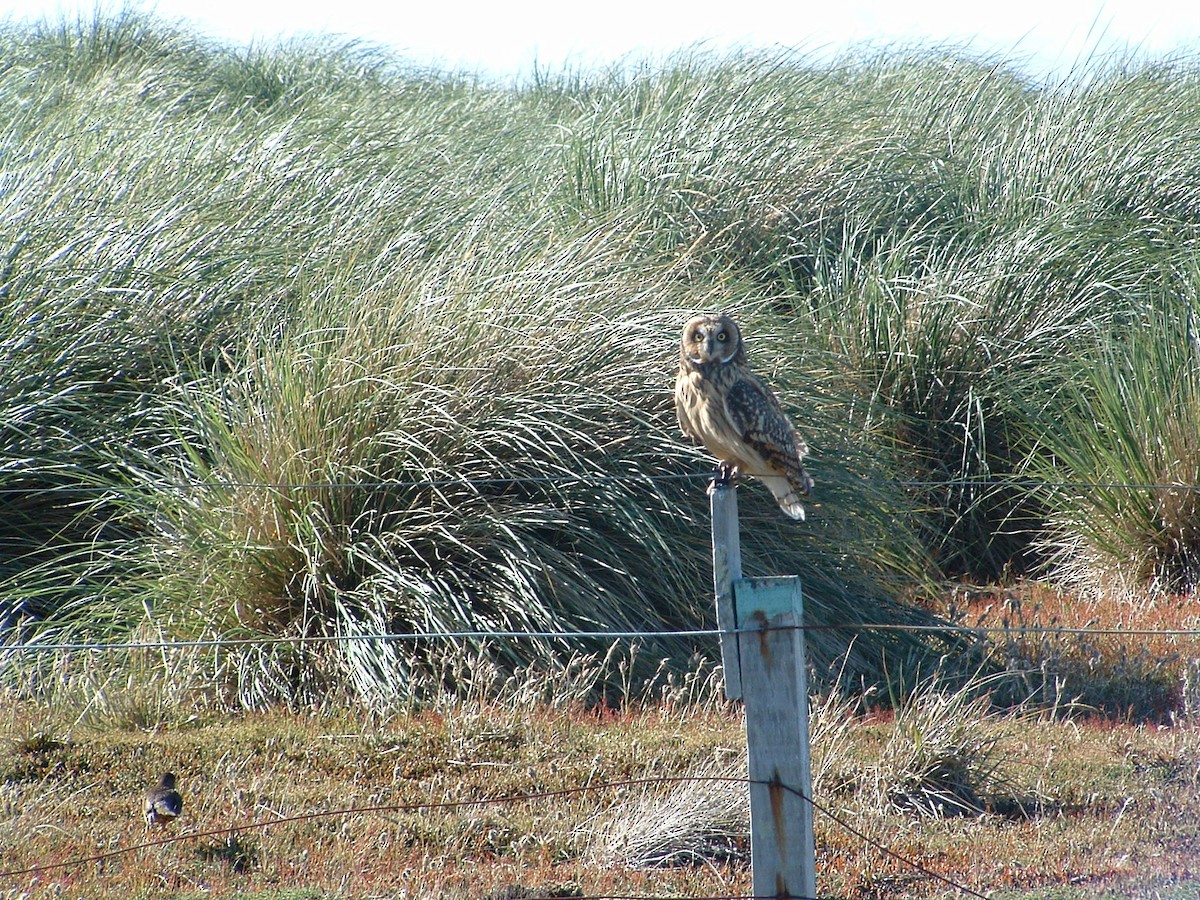 Short-eared Owl - Alan Henry