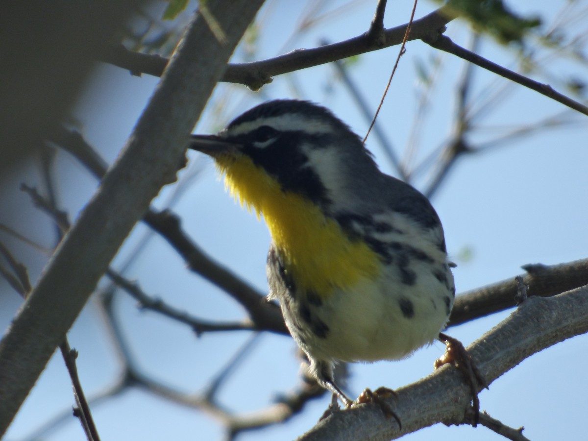 Yellow-throated Warbler - ML119881541