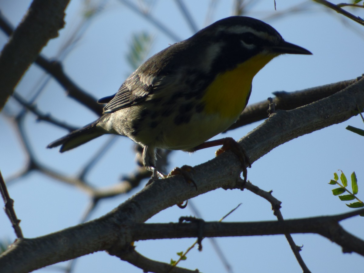 Yellow-throated Warbler - ML119881731