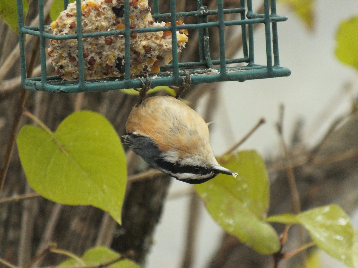 Red-breasted Nuthatch - ML119882081