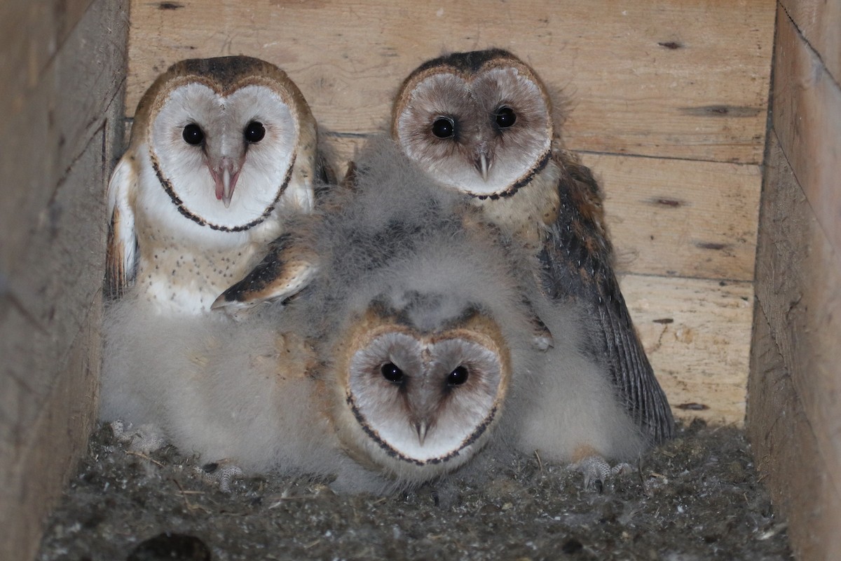 Barn Owl - Alan Henry