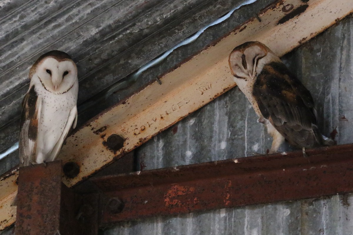 Barn Owl - Alan Henry