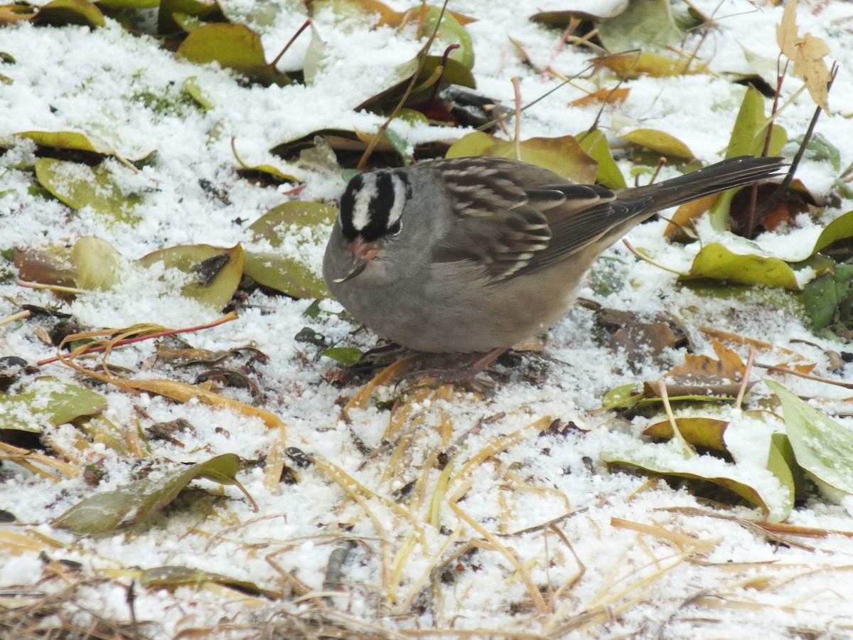 White-crowned Sparrow - Serge Perreault