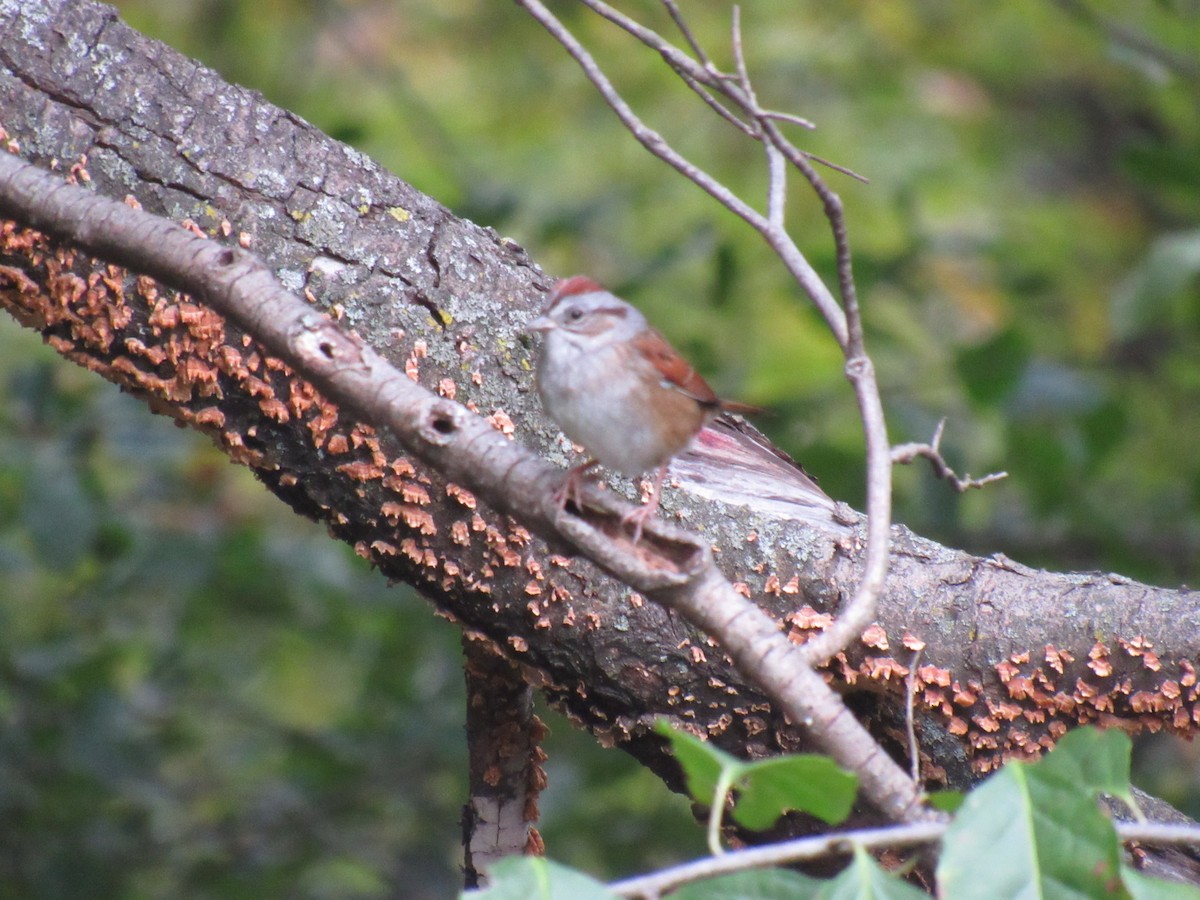 Swamp Sparrow - ML119886021