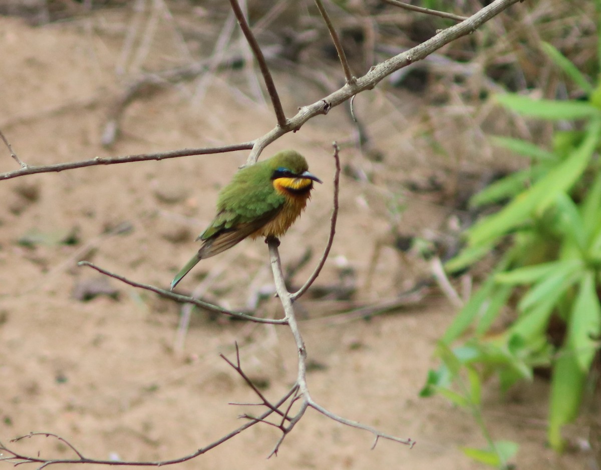 Little Bee-eater - ML119887581