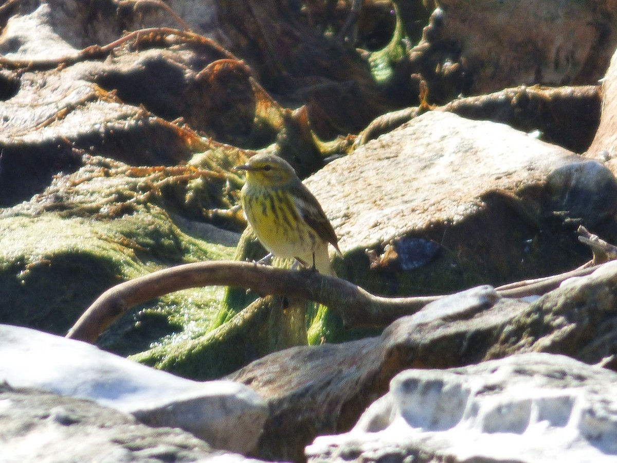Cape May Warbler - ML119887841