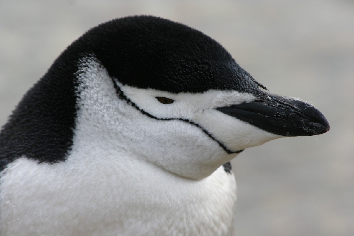 Chinstrap Penguin - Alan Henry