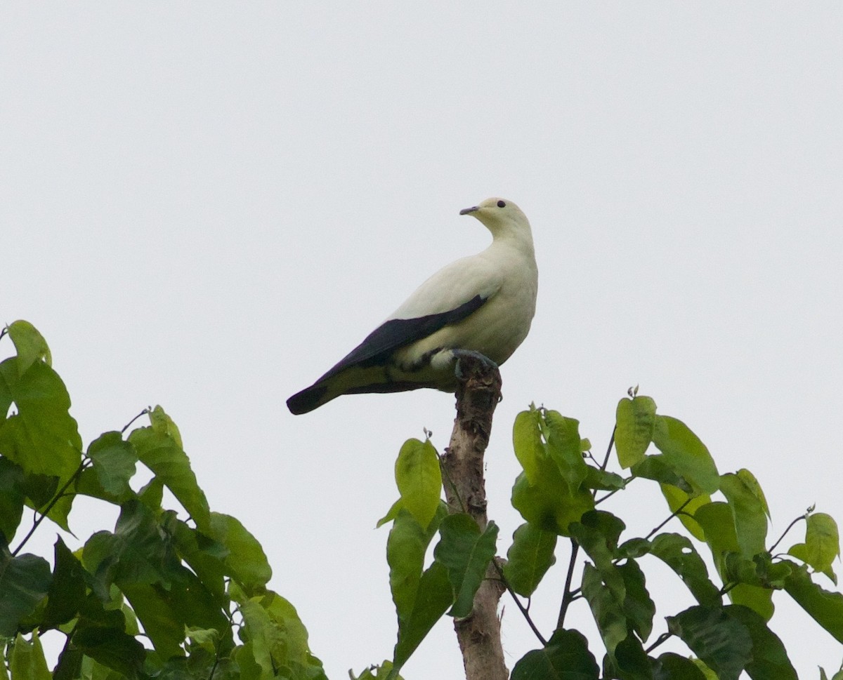 Pied Imperial-Pigeon - ML119891021