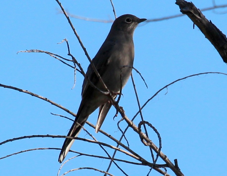 Townsend's Solitaire - sam hough