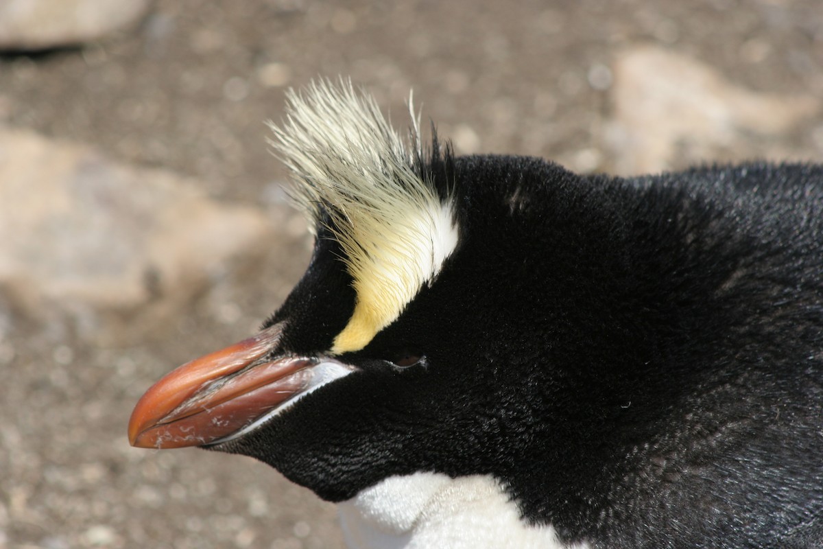 Erect-crested Penguin - Alan Henry