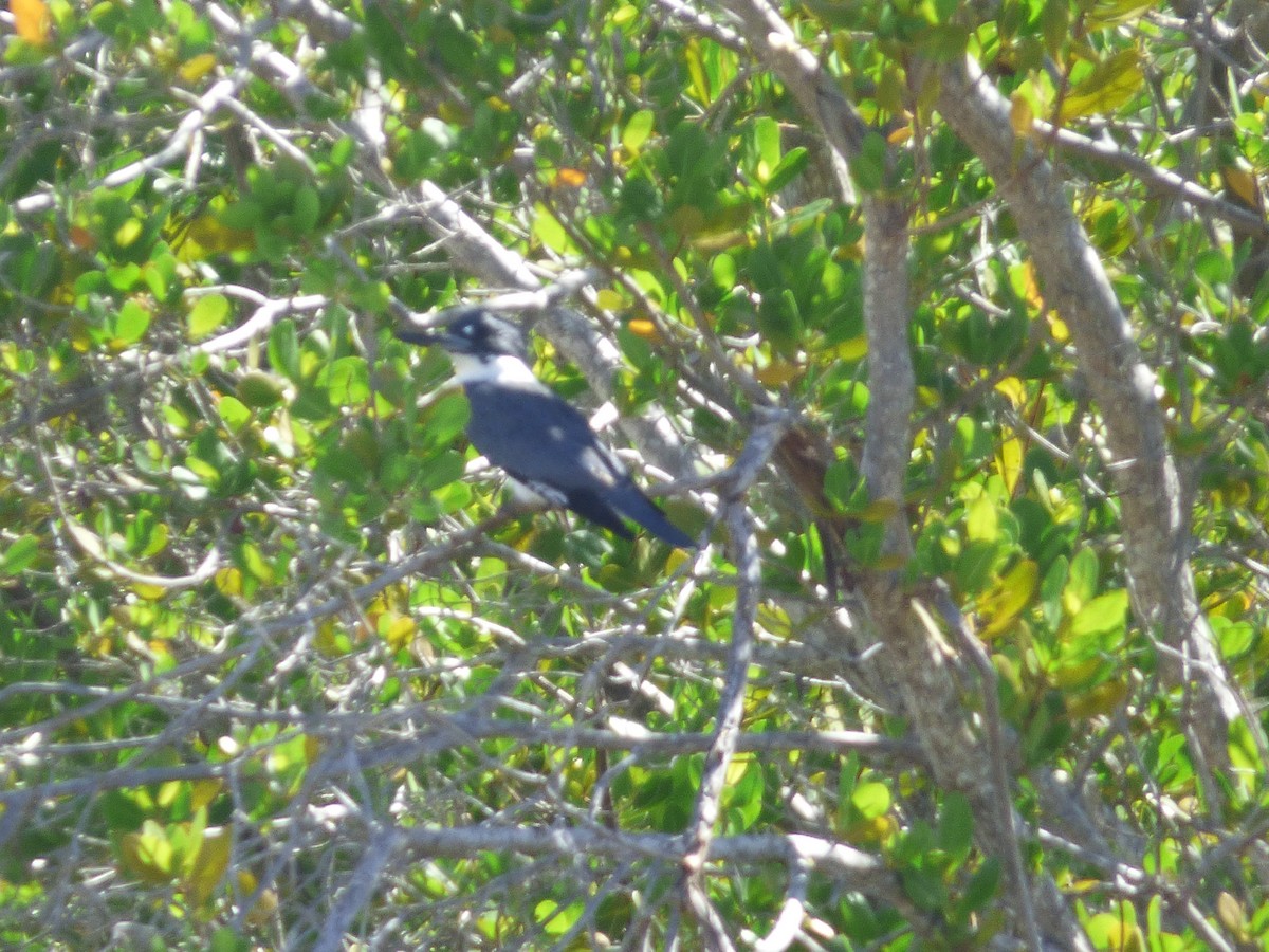 Belted Kingfisher - ML119898041