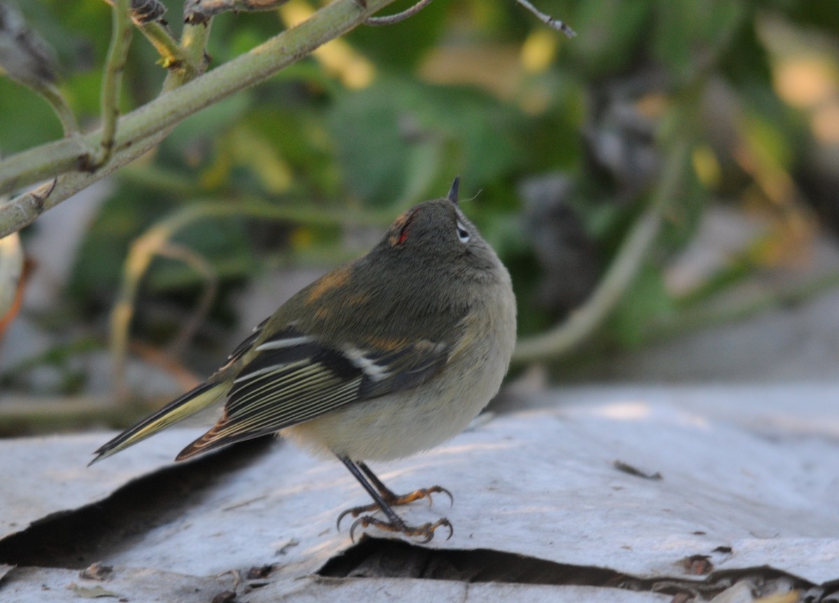 Ruby-crowned Kinglet - Max  Chalfin-Jacobs