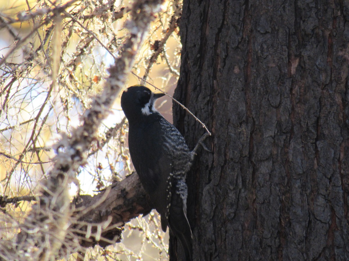 Black-backed Woodpecker - ML119899381