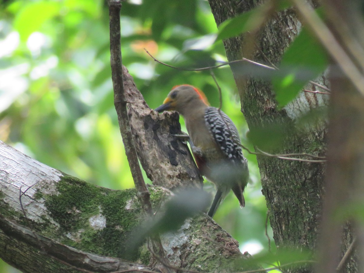 Yucatan Woodpecker - ML119904361