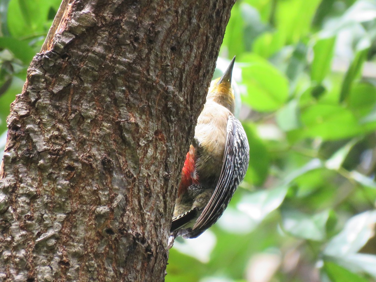 Yucatan Woodpecker - Jafeth Zablah