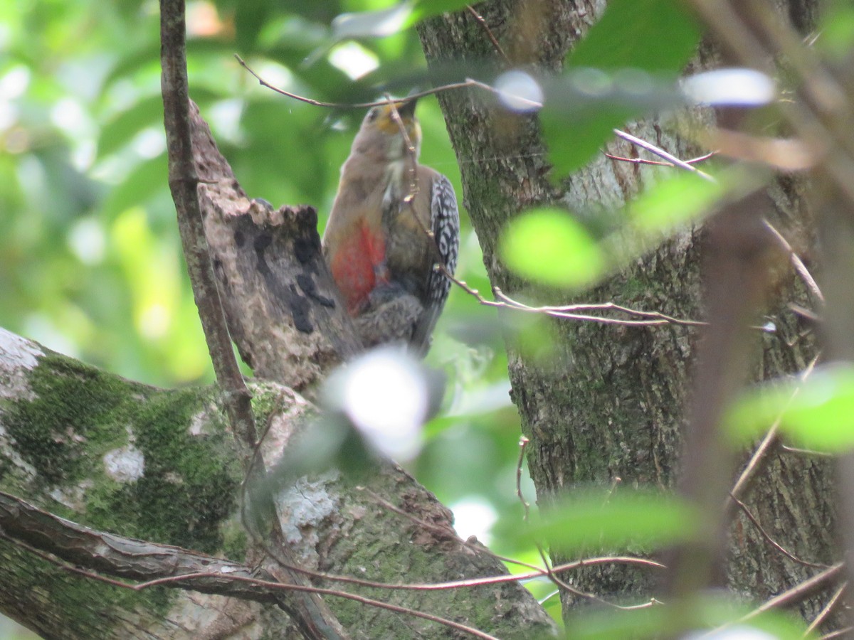Yucatan Woodpecker - ML119904491
