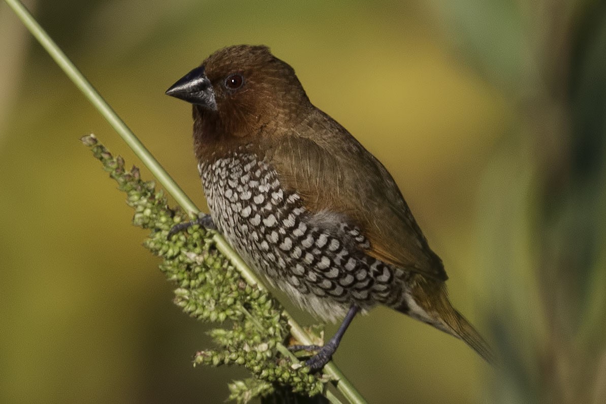 Scaly-breasted Munia - Dave Jurasevich