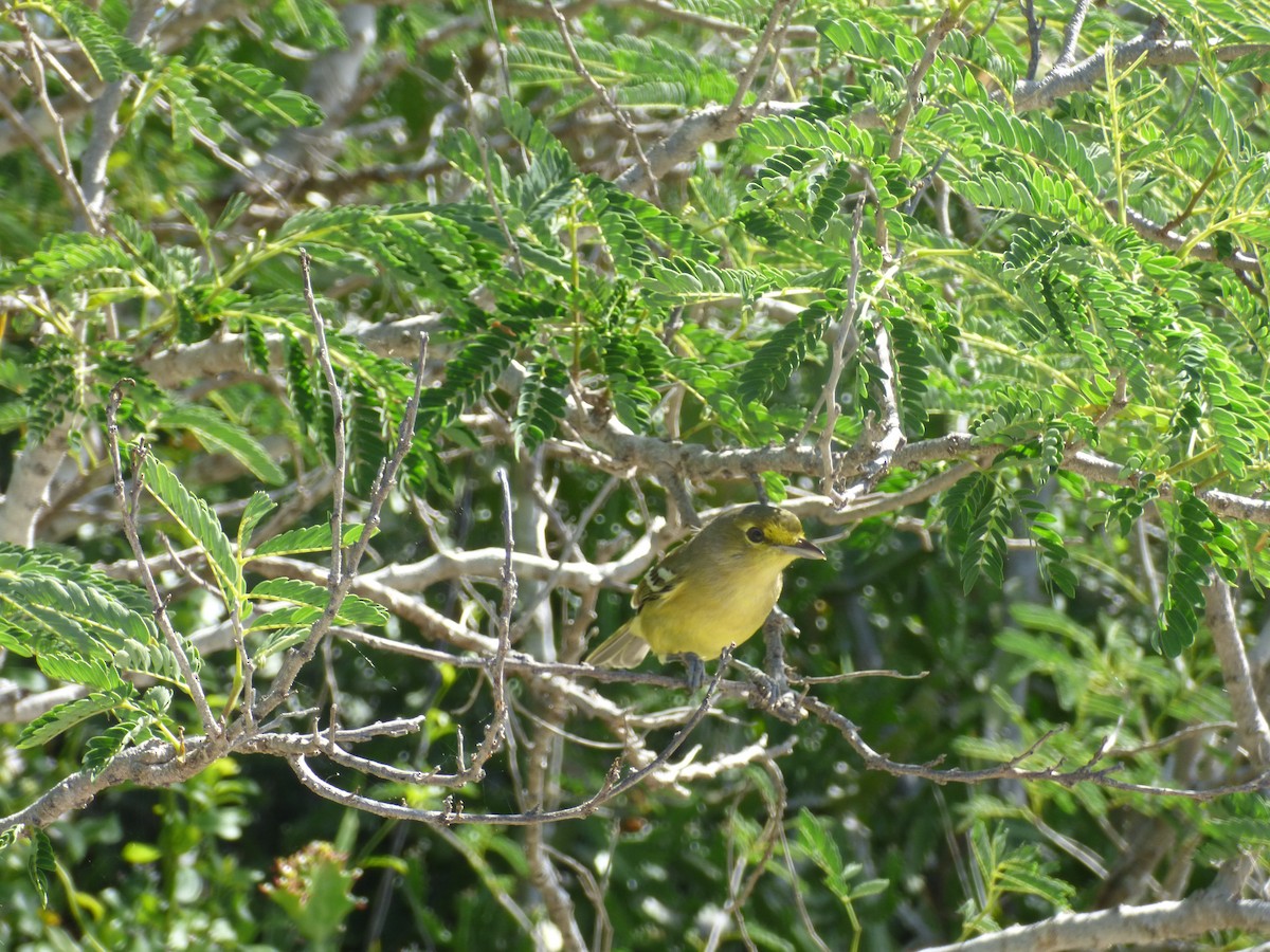 Thick-billed Vireo - ML119906491