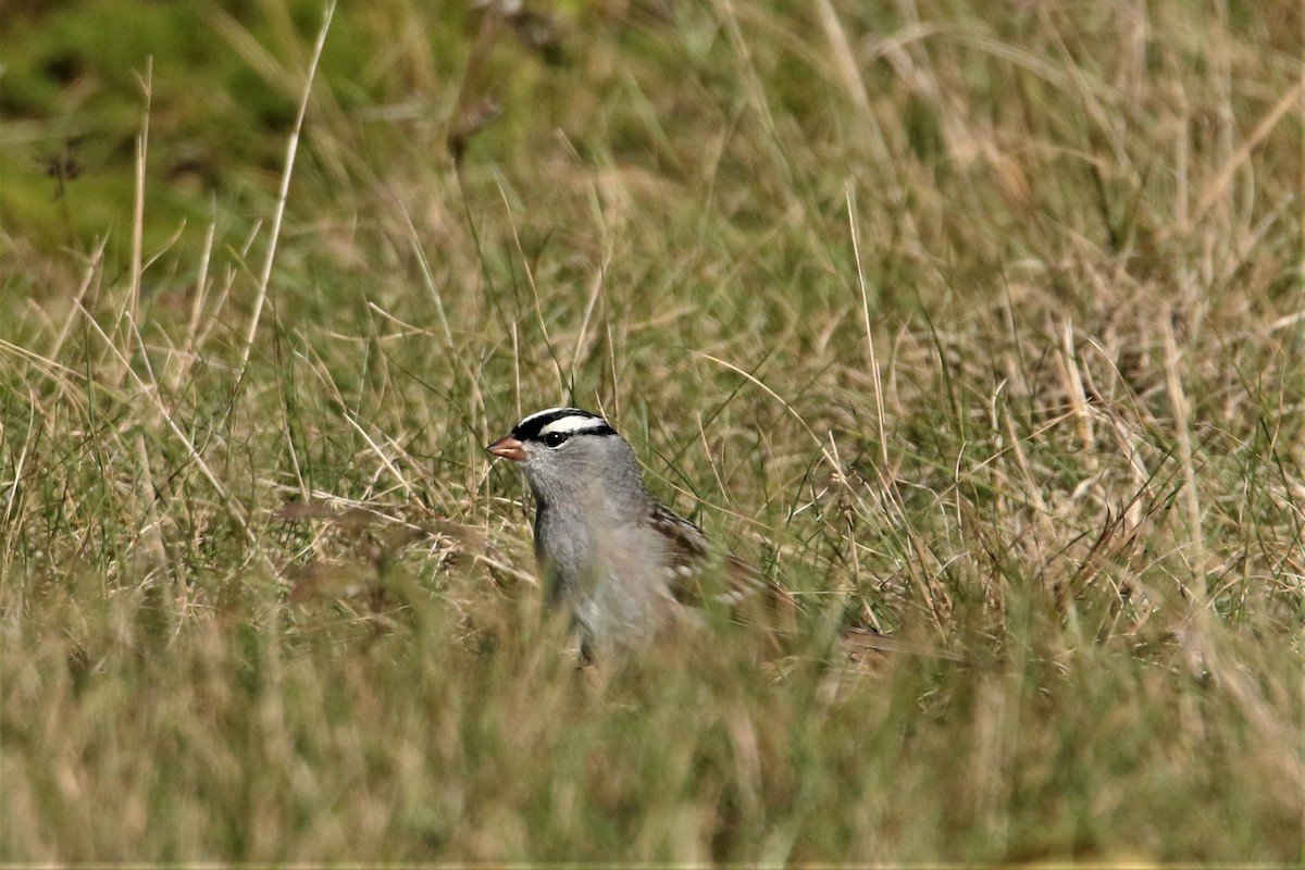 White-crowned Sparrow - Michel Renaud COHL