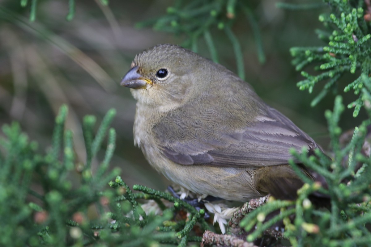 Double-collared Seedeater - Alan Henry